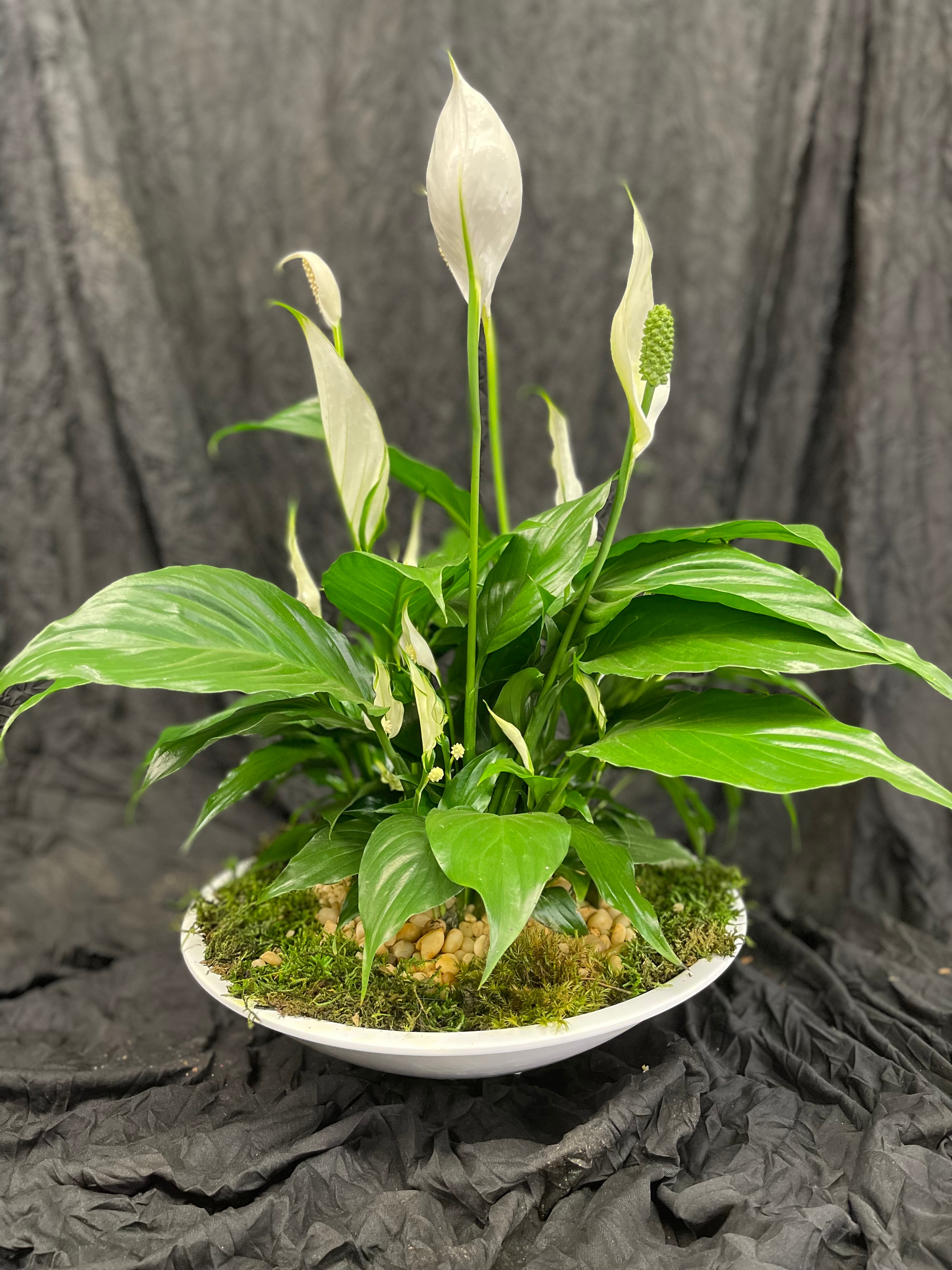 Giant Peace Lily Bowl